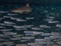 Blacktip Shark in the thick of the action Hunting - Amazi... by Spencer Burrows 